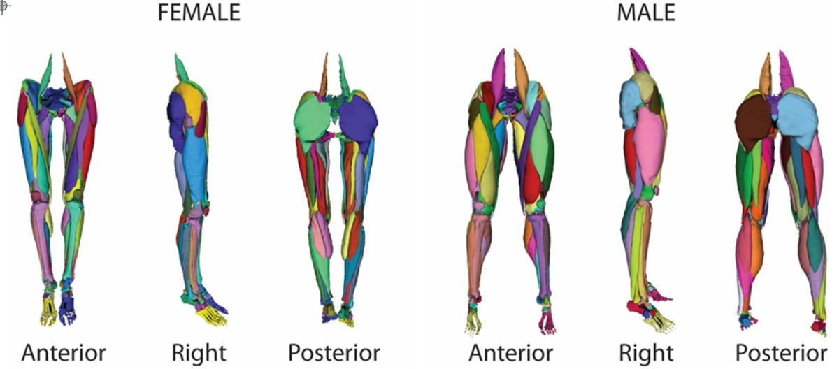 Musculoskeletal_Geometry_0.png