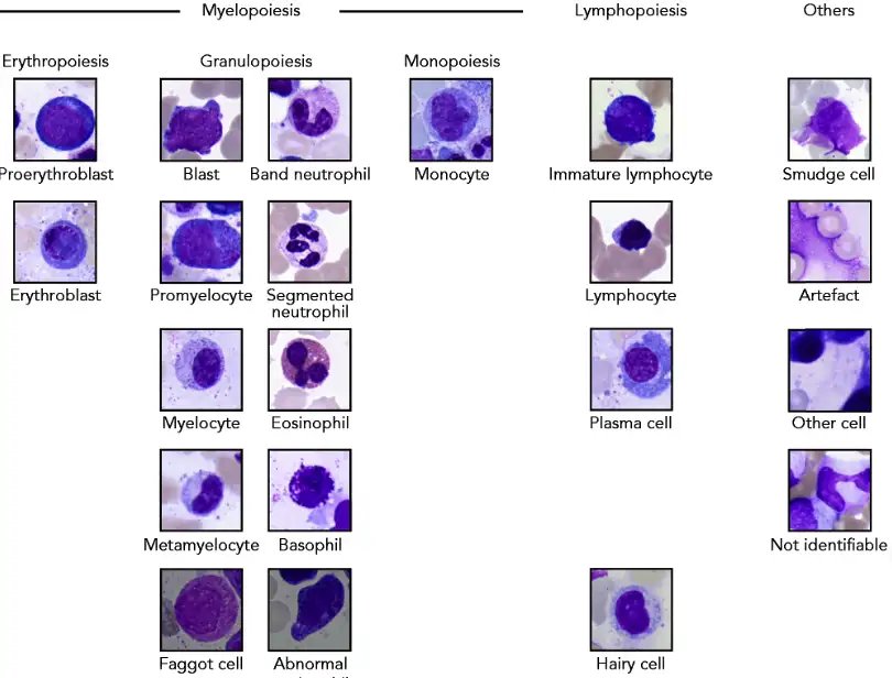 BoneMarrowCytomorphology_2.webp